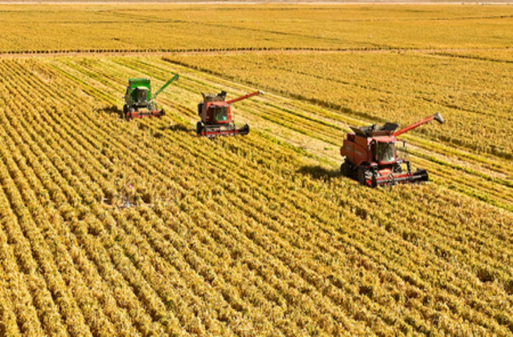 2024 में चीन की राष्ट्रीय शरदकालीन अनाज खरीद की कुल मात्रा 34.5 करोड़ टन पहुंची