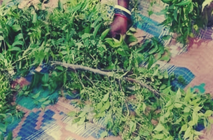 नीम की पत्ती ही नहीं, फूल भी है औषधीय गुणों का खजाना, हीटवेव हो या अपच, मिलती है चुटकियों में राहत