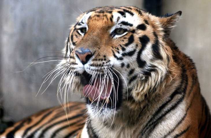 जम्बू जू में दहाड़ेगा रॉयल बंगाल टाइगर का जोड़ा