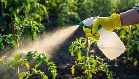 फिटकरी पानी से क्या सच में होती है पौधों की सेहत और फूलों में बढ़ोतरी? जानें फैक्ट