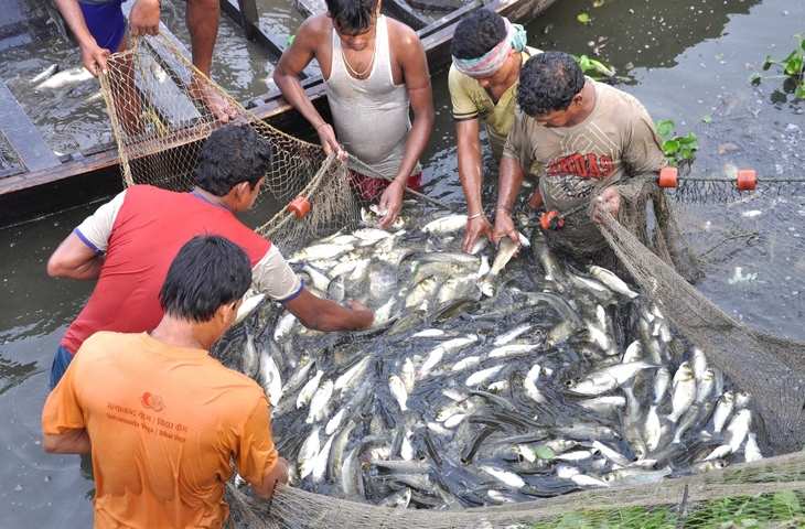 मछलीपालन में यूपी अव्वल, अगले सप्ताह मिलेगा पुरस्कार