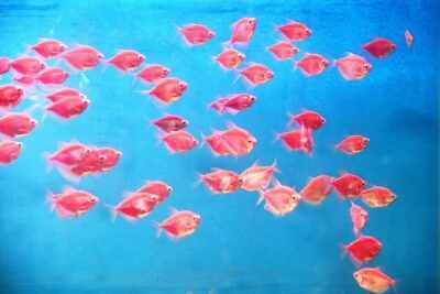 तमिलनाडु तट पर 15 अप्रैल से 61 दिनों के लिए मछली पकड़ने पर प्रतिबंध