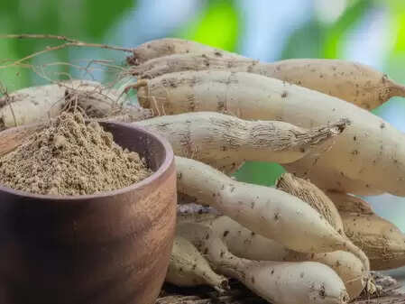 शतावरी: सिर्फ महिलाओं के लिए ही नहीं बल्कि पुरुषों के लिए भी है वरदान