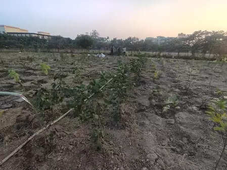 सीआईएसएफ-एसएसजी ने ग्रुप कैंपस में चलाया पौधरोपण का अभियान, एक हजार पौधे लगाए