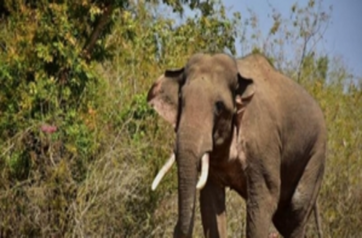 तमिलनाडु में जंगली हाथी ने महिला को कुचलकर मार डाला