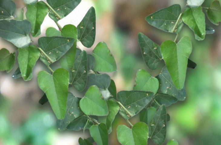 &lsquo;पातालगरुड़ी&rsquo;, एक जादुई पौधा जो शराब क्या हर नशा छुड़ा देगा