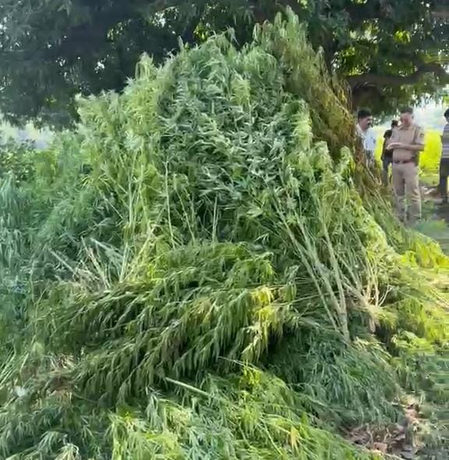 राजस्थान में मादक फसलों की खेती पर कड़ी निगरानी, ​​उदयपुर में 7,500 से अधिक गांजे के पौधे नष्ट