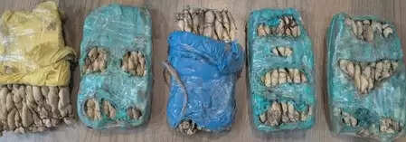 बेंगलुरु: एनसीबी ने 160 किलो खट की पत्तियों की तस्करी नेटवर्क का भंडाफोड़ किया, 8 करोड़ की जब्ती