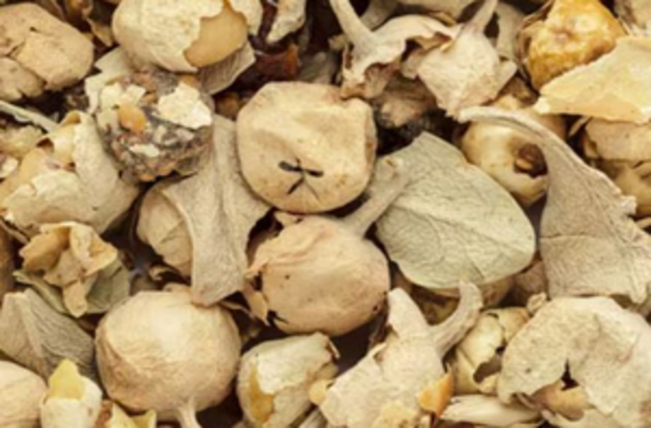 औषधीय गुणों से भरपूर हैं 'पनीर के फूल', कई बीमारियों से बचाव और इलाज में फायदेमंद!