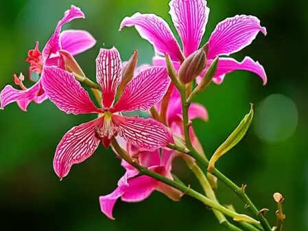 सेहत के लिए रामबाण कचनार, डायबिटीज मरीजों के लिए भी लाभदायी