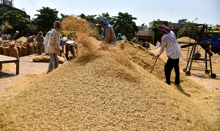 गुजरात में धान खरीद को आसान बनाने के लिए एआई आधारित ग्रेन एनालाइजर का इस्तेमाल