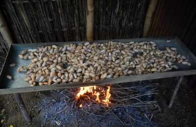 मूगा रेशम उत्पादन का 90 प्रतिशत हिस्सा असम से आता है : सीएम हिमंता बिस्वा सरमा