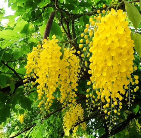 गोल्डन शॉवर ट्री, जिसके फूलों में छिपा है प्राकृतिक हीलिंग का जादू, जानिए फायदे