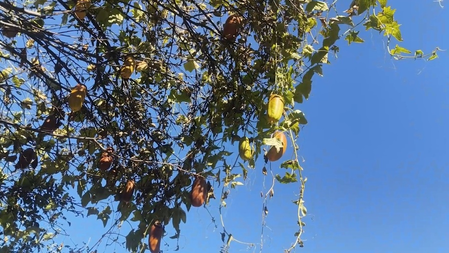 जम्मू-कश्मीर के एक युवा किसान ने विकसित किया खीरे का हाइब्रिड पौधा, एक पौधे से 100 किलो तक उत्पादन का दावा