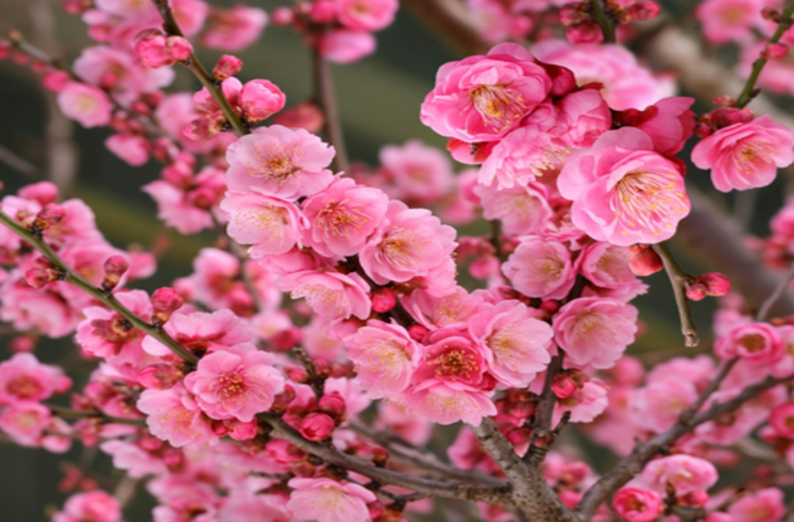 प्रूनस मूम: आयुर्वेद का चमत्कार, हर पंखुड़ी में स्वास्थ्य और ताजगी