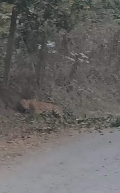 महाराष्ट्र: बोर्डी में बिजली के तारों में एक घंटे तक फंसा रहा तेंदुआ, वन विभाग पर सवाल