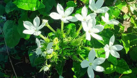 चित्रक: आयुर्वेद की वह जड़ी-बूटी, जो पेट से लेकर जोड़ों तक सब का रखती है ख्याल