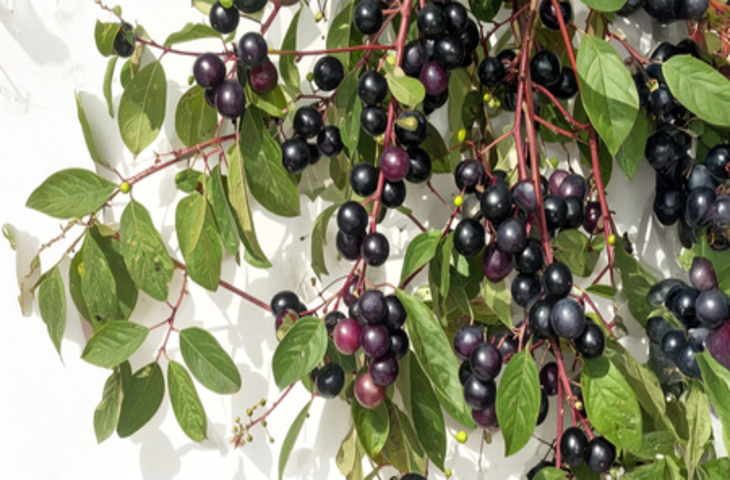 एक ऐसी औषधीय झाड़ी, जिसके फल से लेकर जड़ तक में छिपा है सेहत का राज