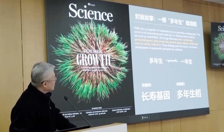 चीन ने विकसित की 'दीर्घायु चावल' की नई किस्म