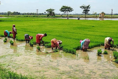 तमिलनाडु में खरीफ धान की खेती का रकबा 28 प्रतिशत गिरने के बाद रबी फसल में सुधार की उम्मीद