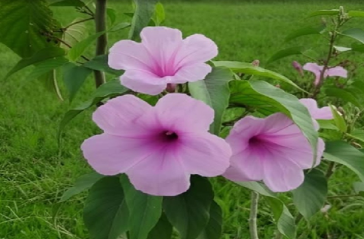 घर में जरूर लगाएं ये तीन पौधे, त्वचा और पेट संबंधी रोगों से मिलेगा छुटकारा