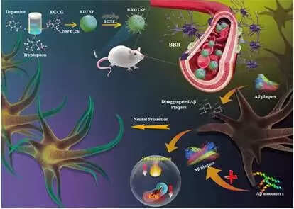 मोहाली के वैज्ञानिकों ने ग्रीन टी से बनाई नैनोपार्टिकल दवा, अल्जाइमर के लक्षणों पर करेगी एक साथ वार