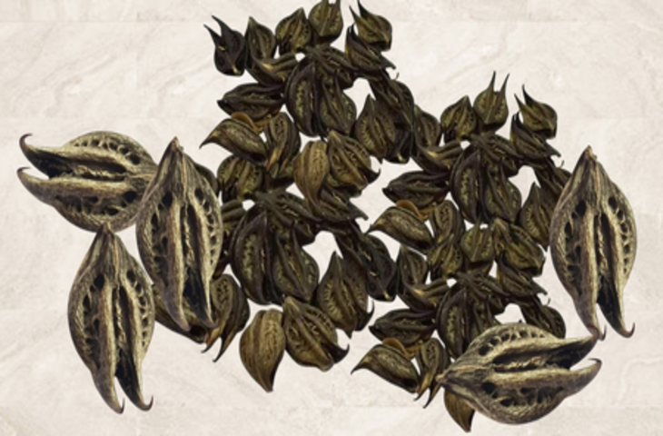 बरसात में उगने वाला रहस्यमय पौधा 'काला बिछुआ', औषधीय गुणों से है भरपूर