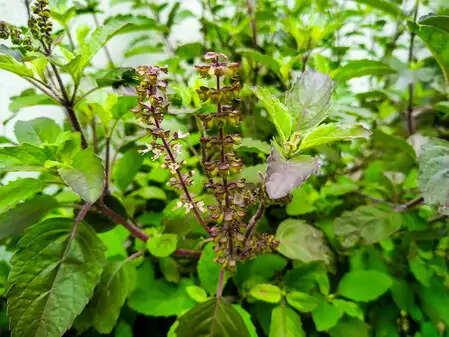 एंटीऑक्सीडेंट से भरपूर वन तुलसी : सेवन से दूर होगी सांस की समस्या, मिलेगी एनर्जी