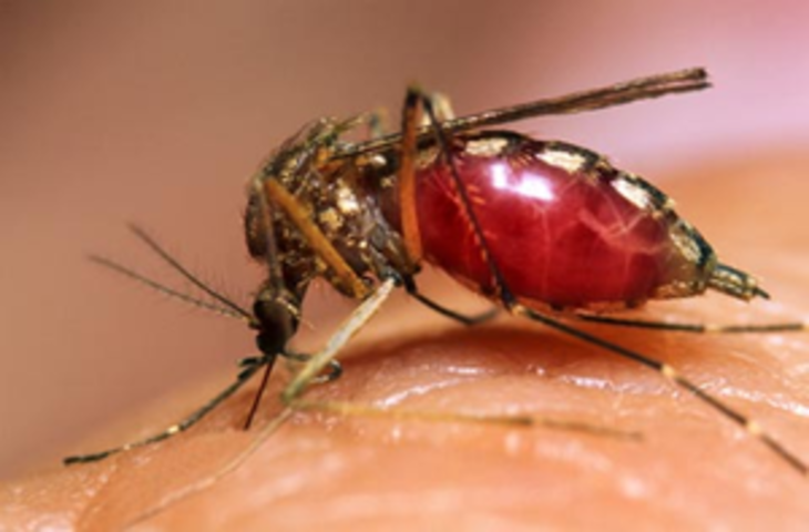उत्तराखंड : स्वास्थ विभाग डेंगू और चिकिनगुनिया के खतरे को लेकर हुआ अलर्ट, सचिव स्वास्थ्य ने जारी की एडवाइजरी
