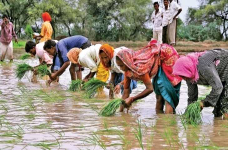 जुलाई में अच्छी बारिश होने से बुवाई की स्थिति पिछले साल से बेहतर : रिपोर्ट