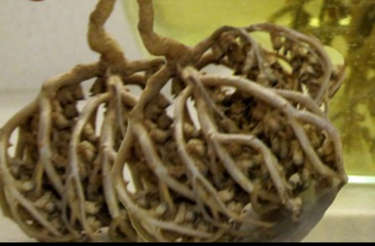 रेगिस्तान की चमत्कारी औषधि है मरियम बूटी, महिलाओं के लिए वरदान से कम नहीं