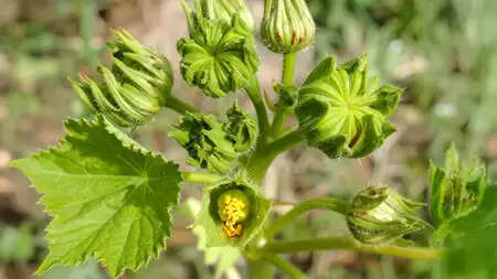 औषधीय गुणों का खजाना है आपके घर के पास उग रही यह झाड़ी! जानें चमत्कारी फायदे