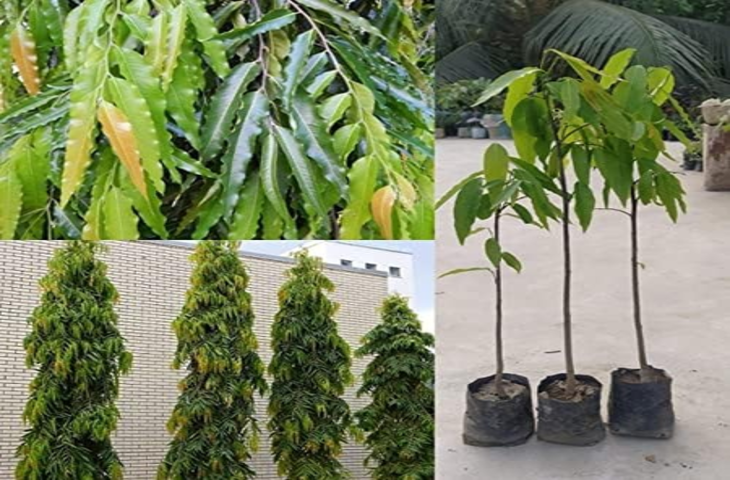 माता सीता के शोक को हरने वाला 'अशोक' खास, इसमें है महिलाओं की कई समस्याओं का समाधान