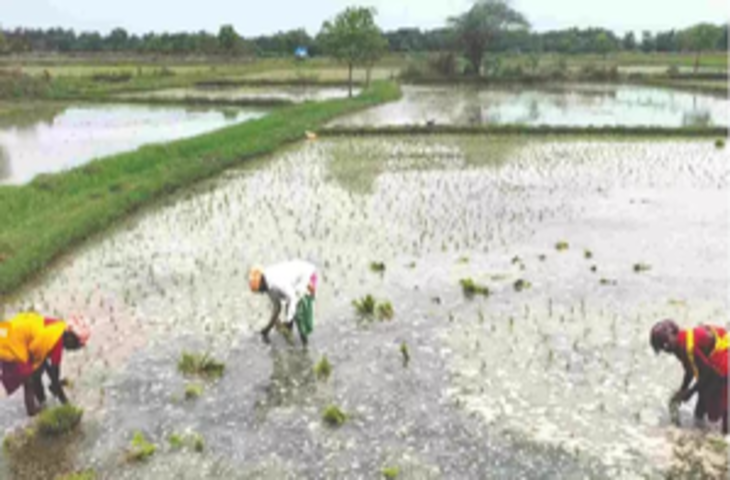 सरकारी ई-मार्केटप्लेस ने 170 बीज श्रेणियां लॉन्च की, किसानों को आपूर्ति में आएगी तेजी