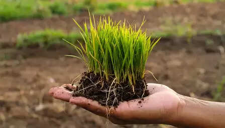 ब्लड प्रेशर नियंत्रित कर एनीमिया दूर करती है दूर्वा, सेवन से मिलते कई लाभ