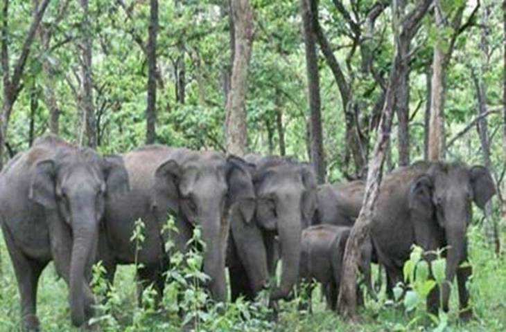 गिरिडीह और धनबाद के इलाकों में तबाही मचा रहा 42 हाथियों का झुंड, दादा-पोती को कुचलकर मार डाला