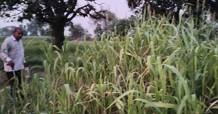 हरियाणा: जींद के किसानों के लिए वरदान साबित हो रही 'मृदा स्वास्थ्य कार्ड योजना', कम लागत में ज्यादा उपज संभव