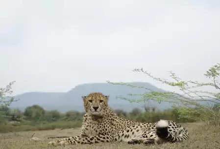 कूनो नेशनल पार्क में चीतों की संख्या बढ़ने की उम्मीद, बोत्सवाना से जनवरी में आएंगे 8 नए चीते