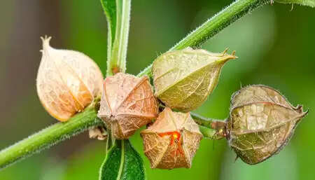 सुकूनभरी नींद और जोड़ों की समस्या दूर करने में अश्वगंधा का सेवन फायदेमंद