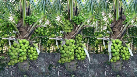 पश्चिमी तमिलनाडु में मजदूरों की कमी से नारियल की खेती की लागत बढ़ी