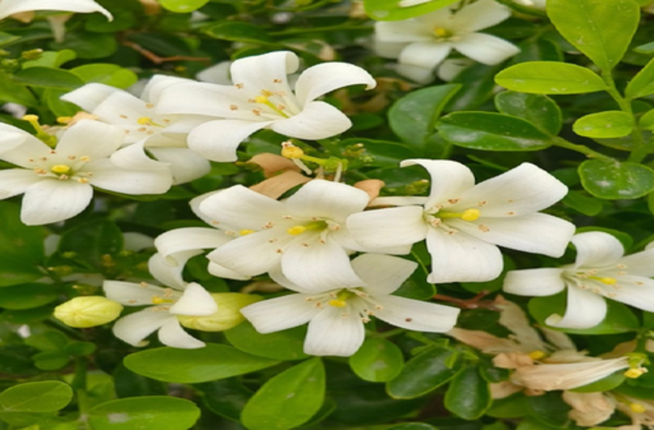 स्वर्ग से आए इस पौधे में सुगंध के साथ हैं अनगिनत गुण, नींद से लेकर पाचन शक्ति बढ़ाने में करेगा मदद