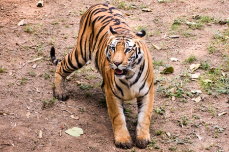 पश्चिम बंगाल के सुंदरबन में बाघ के हमले में एक और मछुआरे की मौत