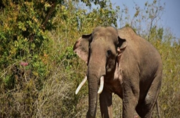 असम में हाथी के हमले में सेवानिवृत्त सेना के जवान की मौत