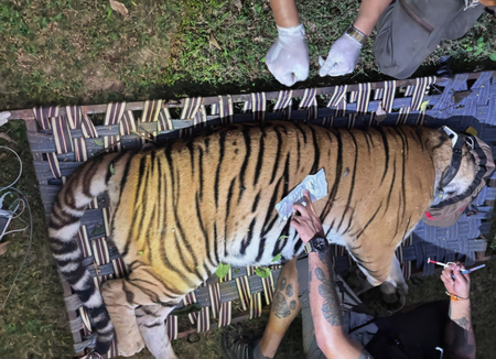 बिहार की बाघिन को एयरलिफ्ट करके बंगाल लाया गया, 2 अक्टूबर को बक्सा में छोड़ा जाएगा