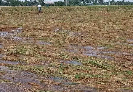 तमिलनाडु में चक्रवात से बर्बाद फसलों के सर्वे में देरी ने किसानों की चिंता बढ़ाई