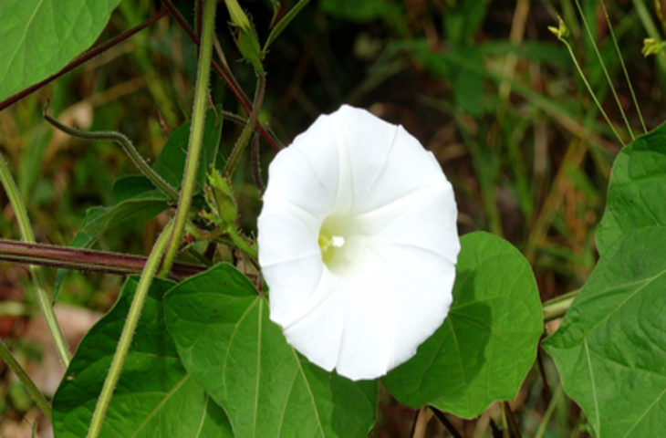 शंखपुष्पी का फूल: आयुर्वेद की अनमोल औषधि, अनिद्रा दूर कर दिमाग को देता है शांति और ताकत