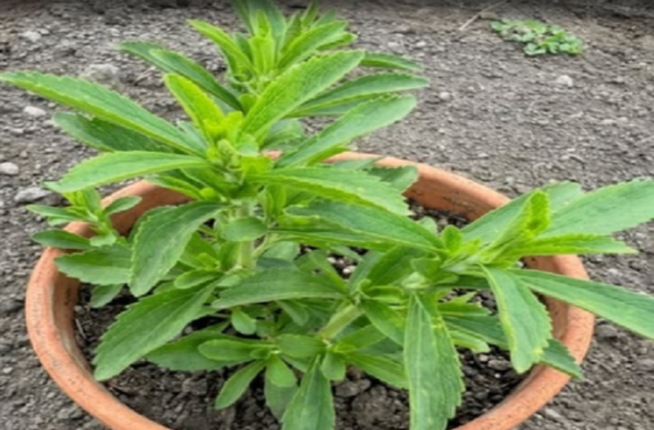 मीठी तुलसी: सिर्फ नाम ही नहीं, गुणों में भी मीठा है यह पौधा, गर्मियों में देगा अनगित फायदे