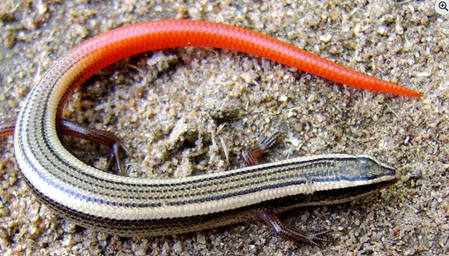 स्किंक : नुकसान न पहुंचाने वाली 'सांप की मौसी', इकोसिस्टम के लिए महत्वपूर्ण