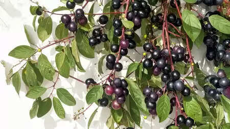 एक ऐसी औषधीय झाड़ी, जिसके फल से लेकर जड़ तक में छिपा है सेहत का राज