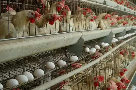 तमिलनाडु: नमक्कल में अंडों की कीमत रिकॉर्ड स्तर पर पहुंची, पोंगल तक महंगे रहने के आसार